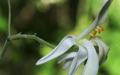 sushraminternational